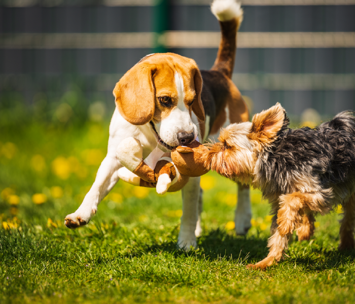 Beagle-like dog and a small terrier tugging on a stuffed toy in a sunny grassy yard.